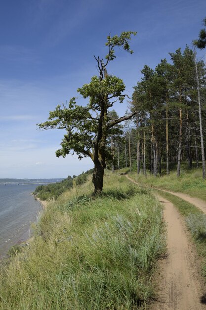 Côte sablonneuse de la Volga avec des arbres le long du rivage