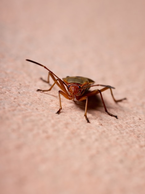 Coton adulte Stainer Bug du genre Dysdercus dans le mur
