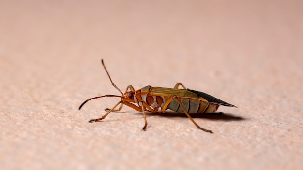 Coton adulte Stainer Bug du genre Dysdercus dans le mur