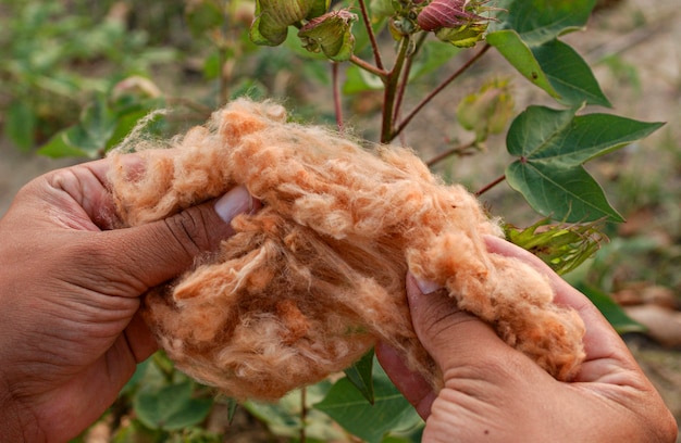 Coton naturellement coloré biologique et agroécologique produit à Campina Grande Paraiba Brésil