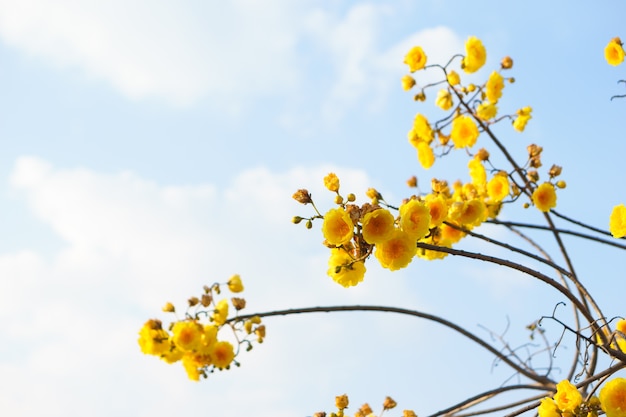 Coton de soie jaune avec un ciel bleu