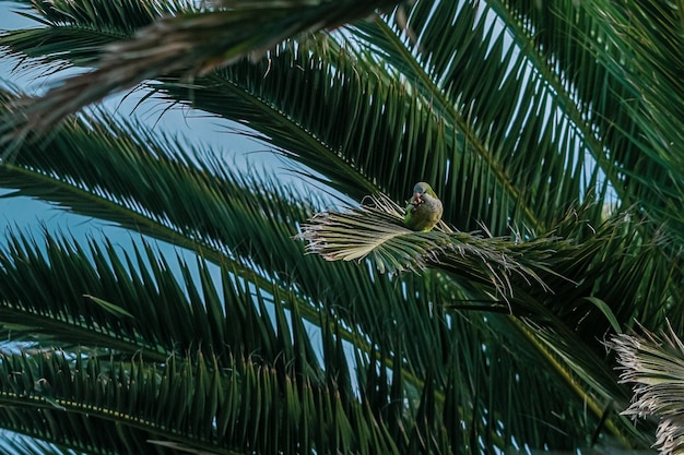 Cotorra en la palmera