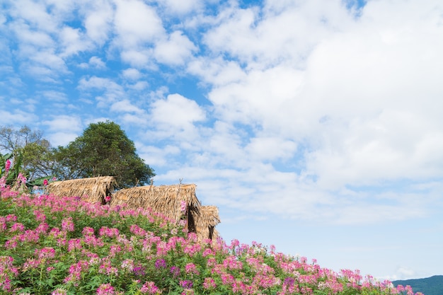 Cottage Et Champ De Fleurs.