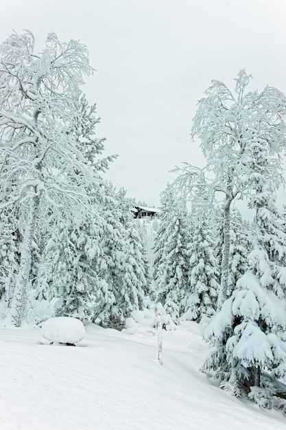 Cottage dans la forêt couverte de neige à Ruka en Finlande dans le cercle polaire arctique en hiver