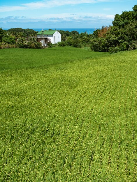 Cottage vert dans les rizières avec vue sur la mer