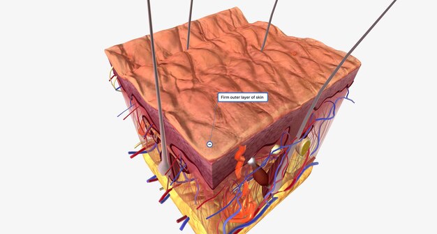 Photo couche externe ferme de la peau