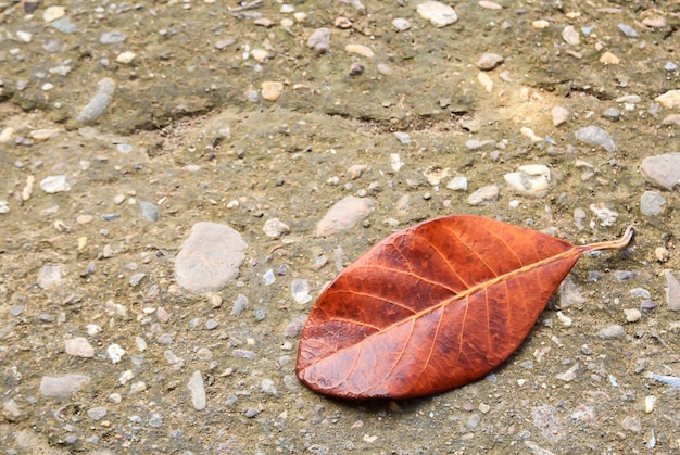 Couché des feuilles d'automne sur un sol en ciment