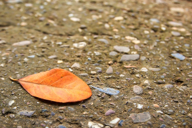 Couché des feuilles d'automne sur un sol en ciment