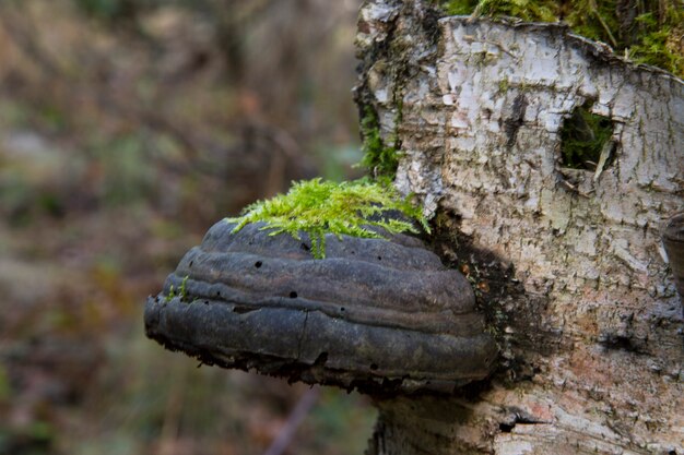 Couche mince de polyporus l'une sur l'autre espèce spécifique de champignon sur un tronc d'arbre mort