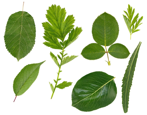 Une couche plate de feuilles de diverses plantes est isolée sur une surface blanche.