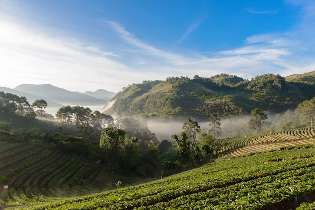 Couche de tableau de ferme de fraises sur la colline de la montagne doi angkhang, chiangmai, thaïlande