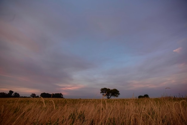 Coucher du soleil sur la campagne argentine de la province de La Pampa Patagonie Argentine