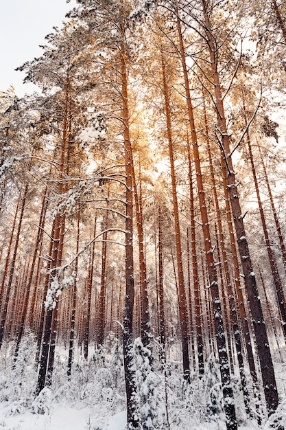 Coucher Du Soleil Jaune Dans Une Forêt De Pins. Saison D'hiver, Gros Plan