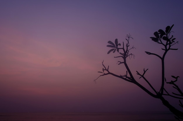 Coucher de soleil sur les arbres