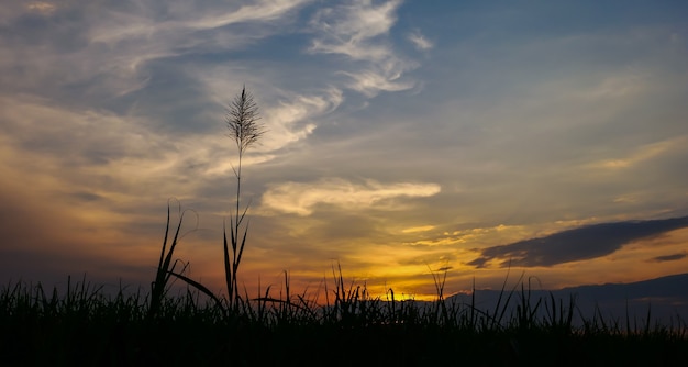 Coucher de soleil au pré