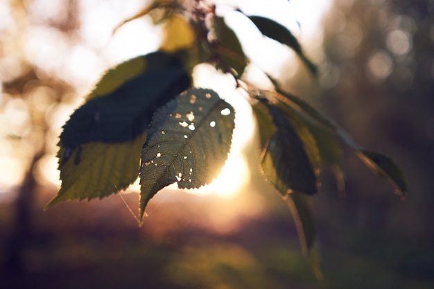 Photo coucher de soleil automne