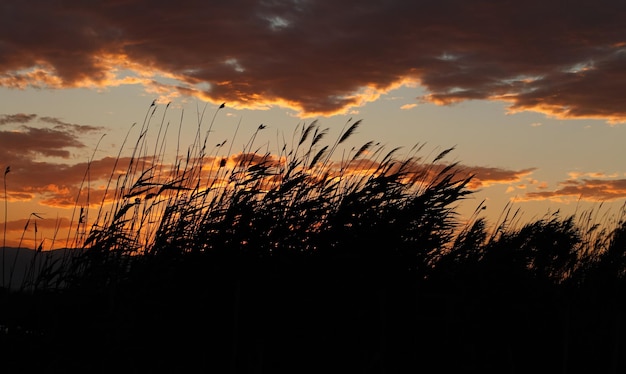 coucher de soleil avec des branches se balançant dans le vent au premier plan