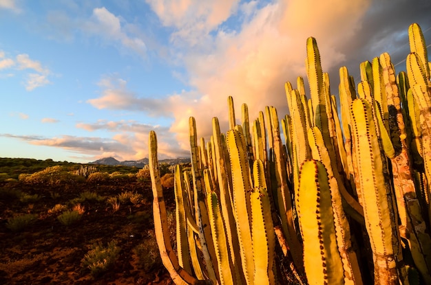 Coucher de soleil calme dans le désert de cactus à Tenerife Canary Island