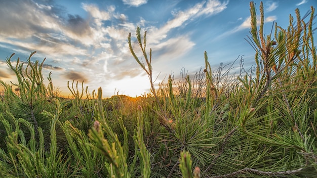 Coucher de soleil à la campagne avec nuages et plantes