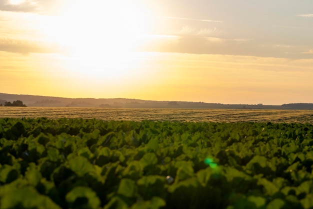 Coucher de soleil sur un champ agricole en été