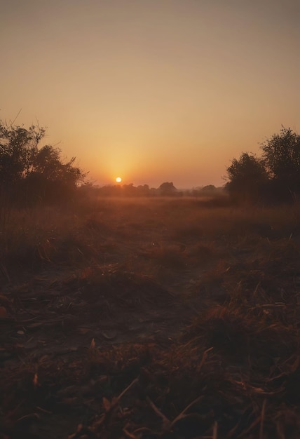 un coucher de soleil avec un champ et des arbres en arrière-plan