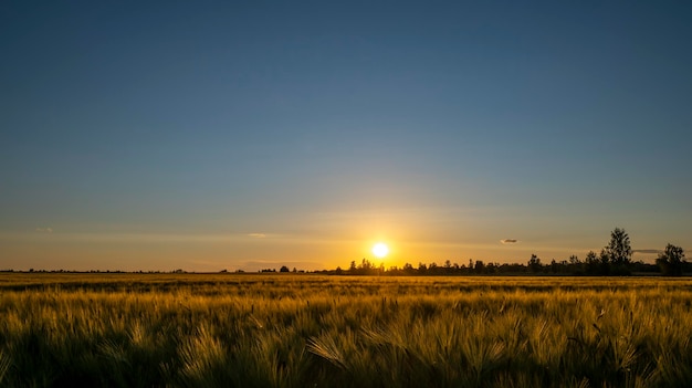 Coucher de soleil sur champ de blé ciel bleu et soleil sur le champ