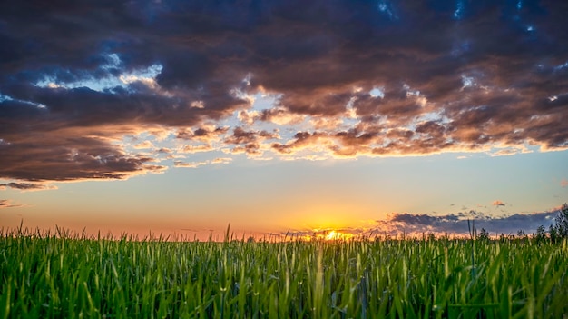 Coucher de soleil sur champ de blé ciel bleu et soleil sur le champ