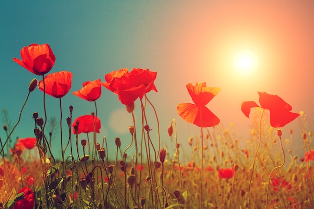 Coucher de soleil sur le champ de coquelicots