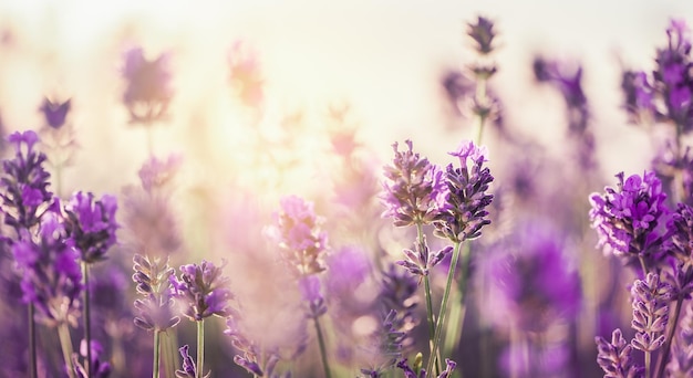 Coucher de soleil sur un champ de lavande violette lavandula officinalis