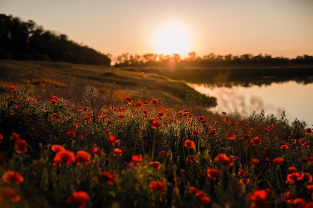 Coucher de soleil sur un champ de pavot au bord du lac.