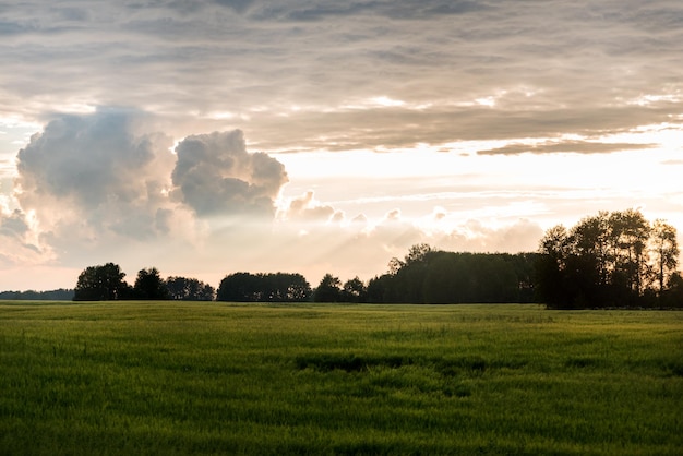 Coucher de soleil sur champ vert agricole Nuages à l'horizon