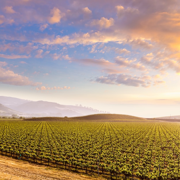 Coucher de soleil sur le champ de vigne en Californie aux États-Unis