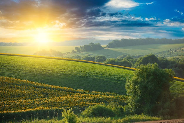 coucher de soleil sur les champs agricoles verts