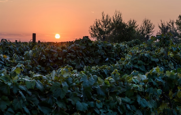 Coucher de soleil sur les champs de vignes en Moldavie, lumière sombre et faible avec ciel rouge