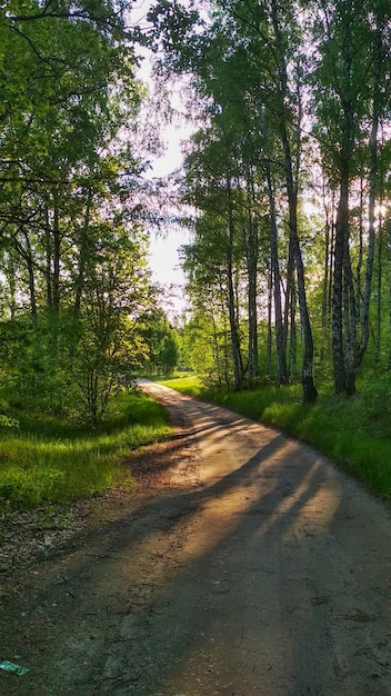 coucher de soleil chaud dans la forêt d'été