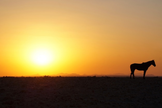 Coucher de soleil cheval à Aus, Namibie