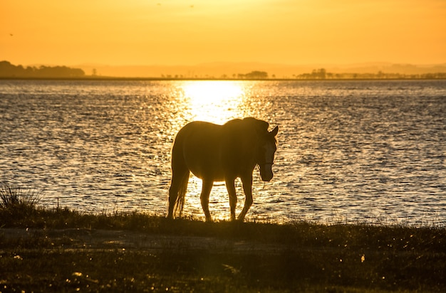 Photo coucher de soleil à cheval