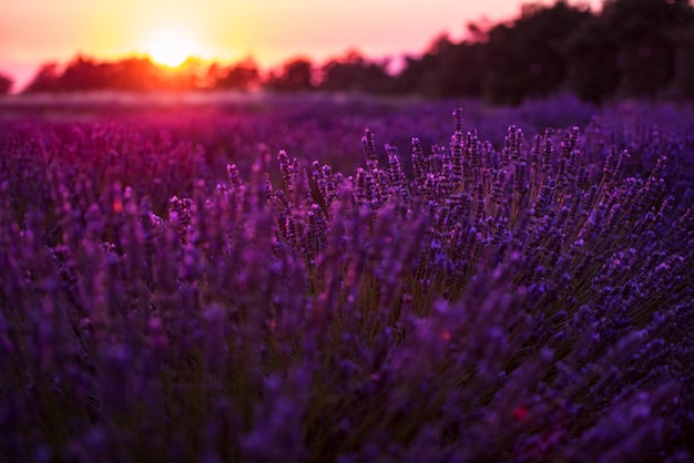 coucher de soleil coloré au champ de lavande en été fleurs aromatiques violettes près de valensole en provence france