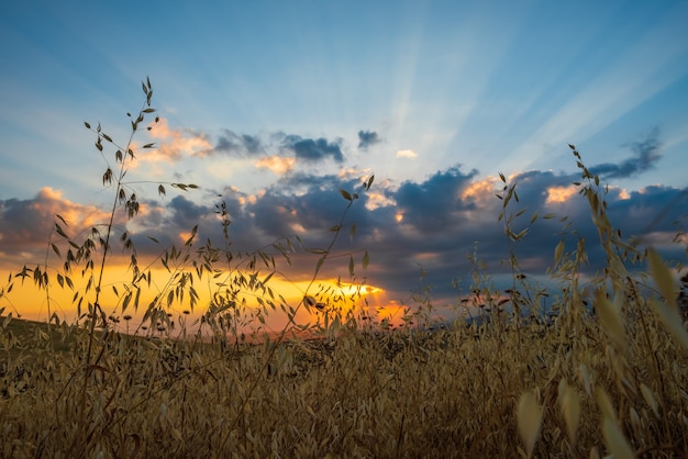 Coucher de soleil coloré sur le champ de la ferme