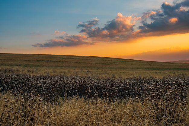 Coucher de soleil coloré sur le champ de la ferme