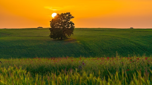 Coucher de soleil coloré sur le champ vert