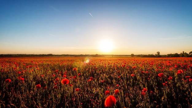 Coucher de soleil avec des coquelicots