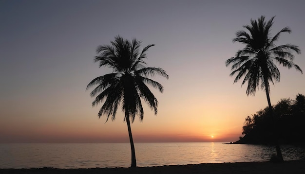 Le coucher de soleil sur la côte avec des silhouettes de palmiers