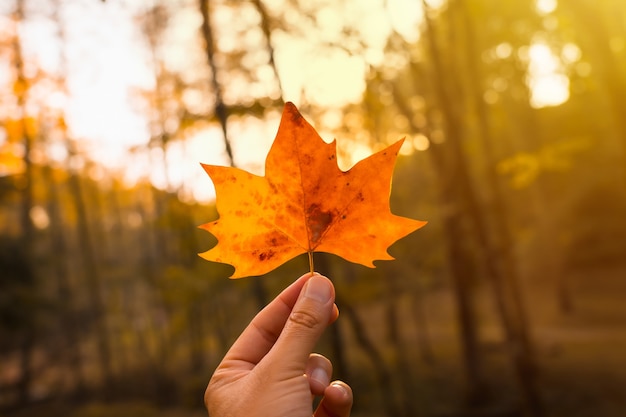 Coucher de soleil dans un après-midi d'automne d'une main d'homme avec une feuille brune, paysages d'automne, feuille aux couleurs d'automne