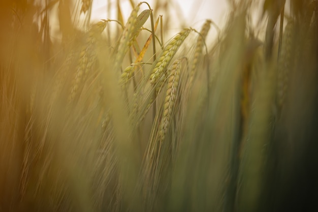 Coucher de soleil dans le champ de blé