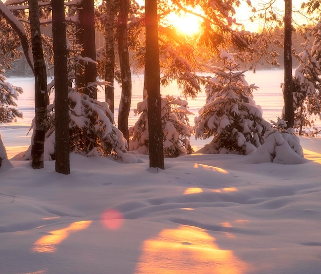 Coucher de soleil dans la forêt enneigée avec de petits sapins de Noël recouverts de neige