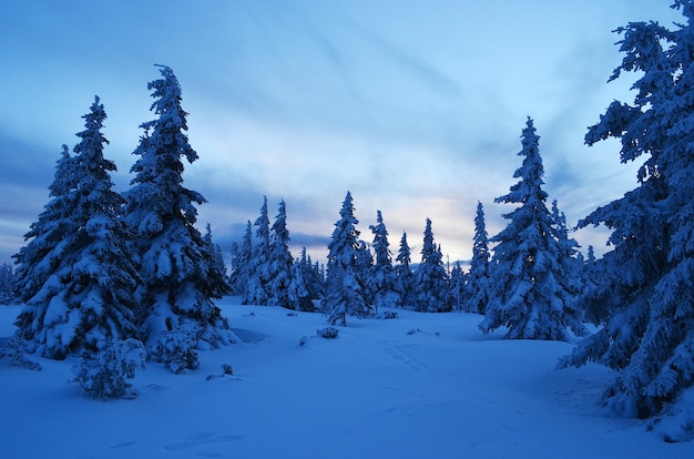 Coucher de soleil dans une forêt enneigée