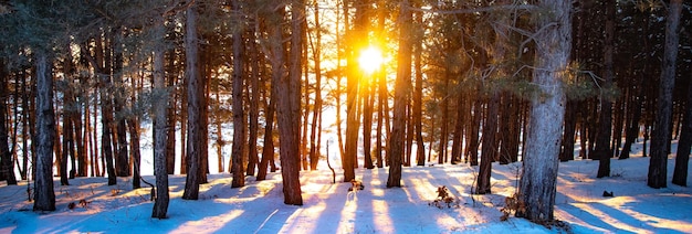 Coucher de soleil dans la forêt entre les arbres