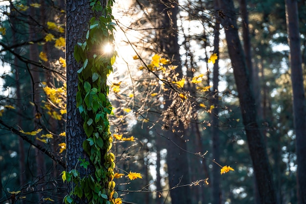 Coucher de soleil dans la forêt à feuilles persistantes rayons de soleil à travers les troncs de pins ambiance magique