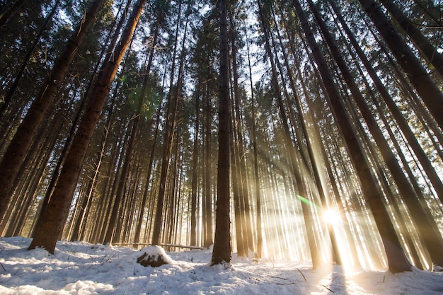 Coucher de soleil dans la forêt d'hiver Rayons de soleil et ombres couvertes de neige